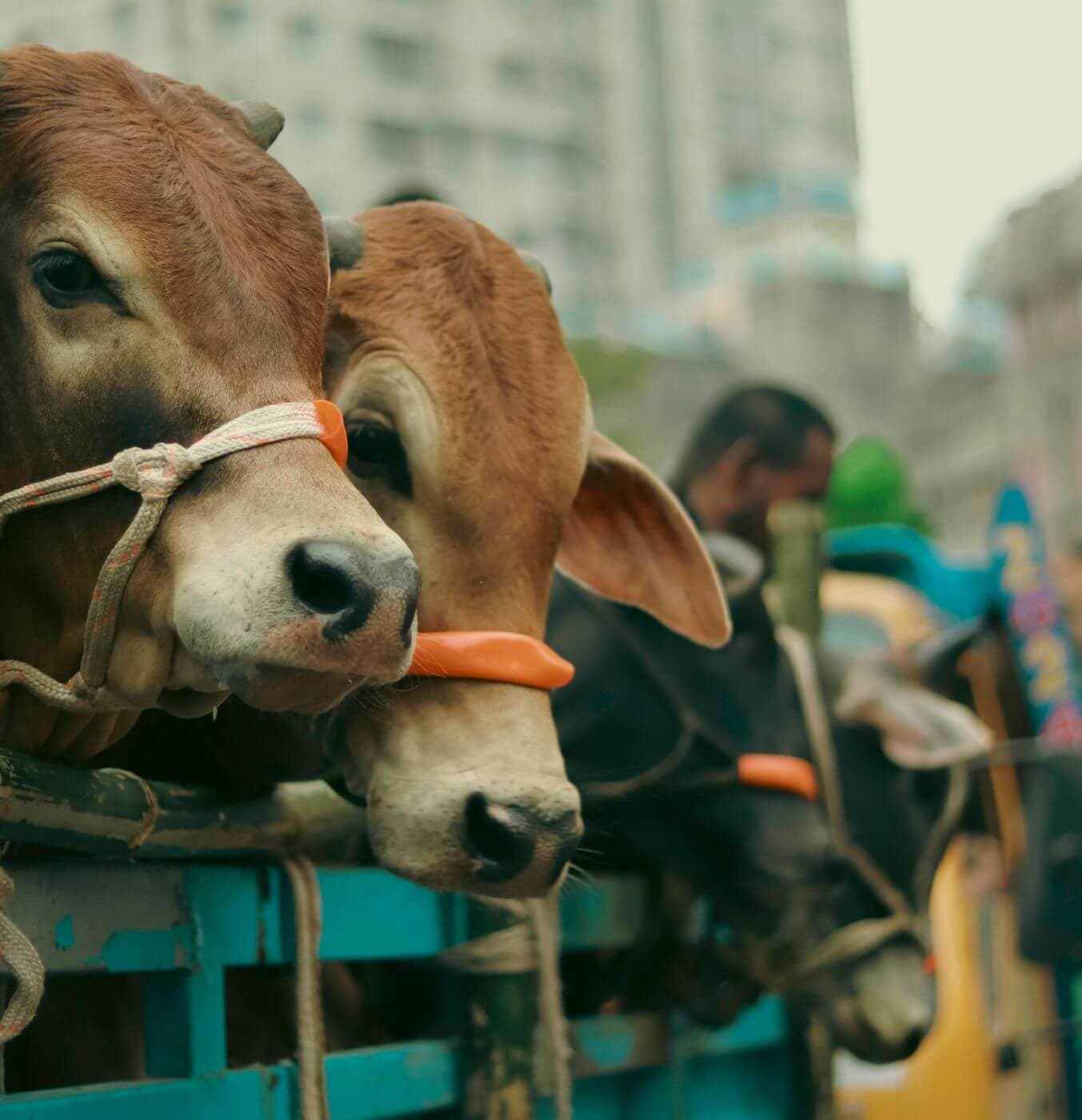 Qurbani Eid in the USA: How Eid al-Adha Is Celebrated Across America