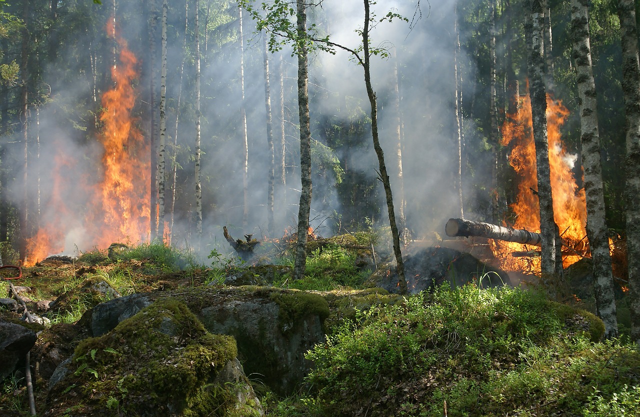 California Wildfire Disaster Relief