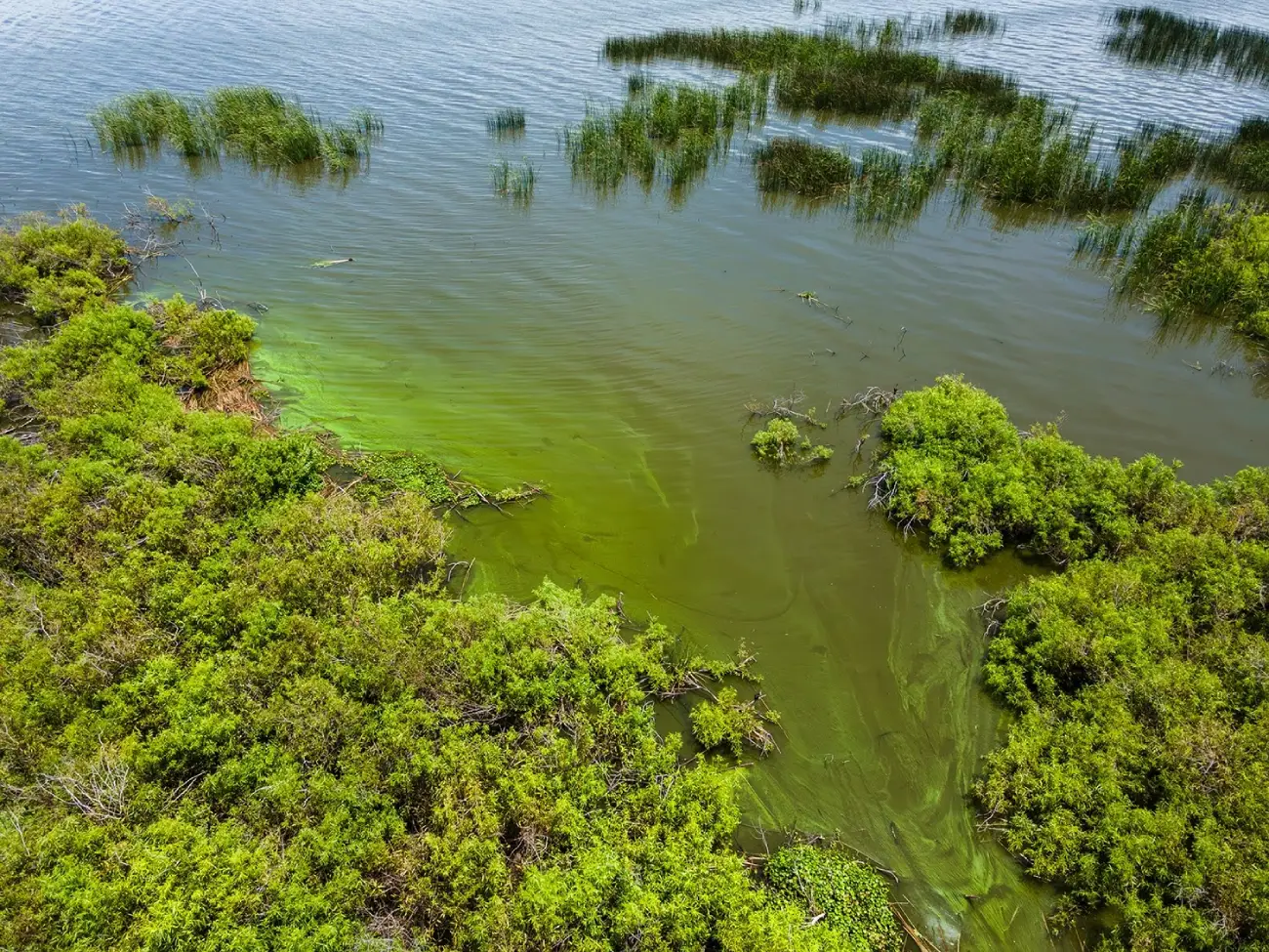 Algae Blooms & Clean Water: Why the Growing Crisis Should Concern Us All.