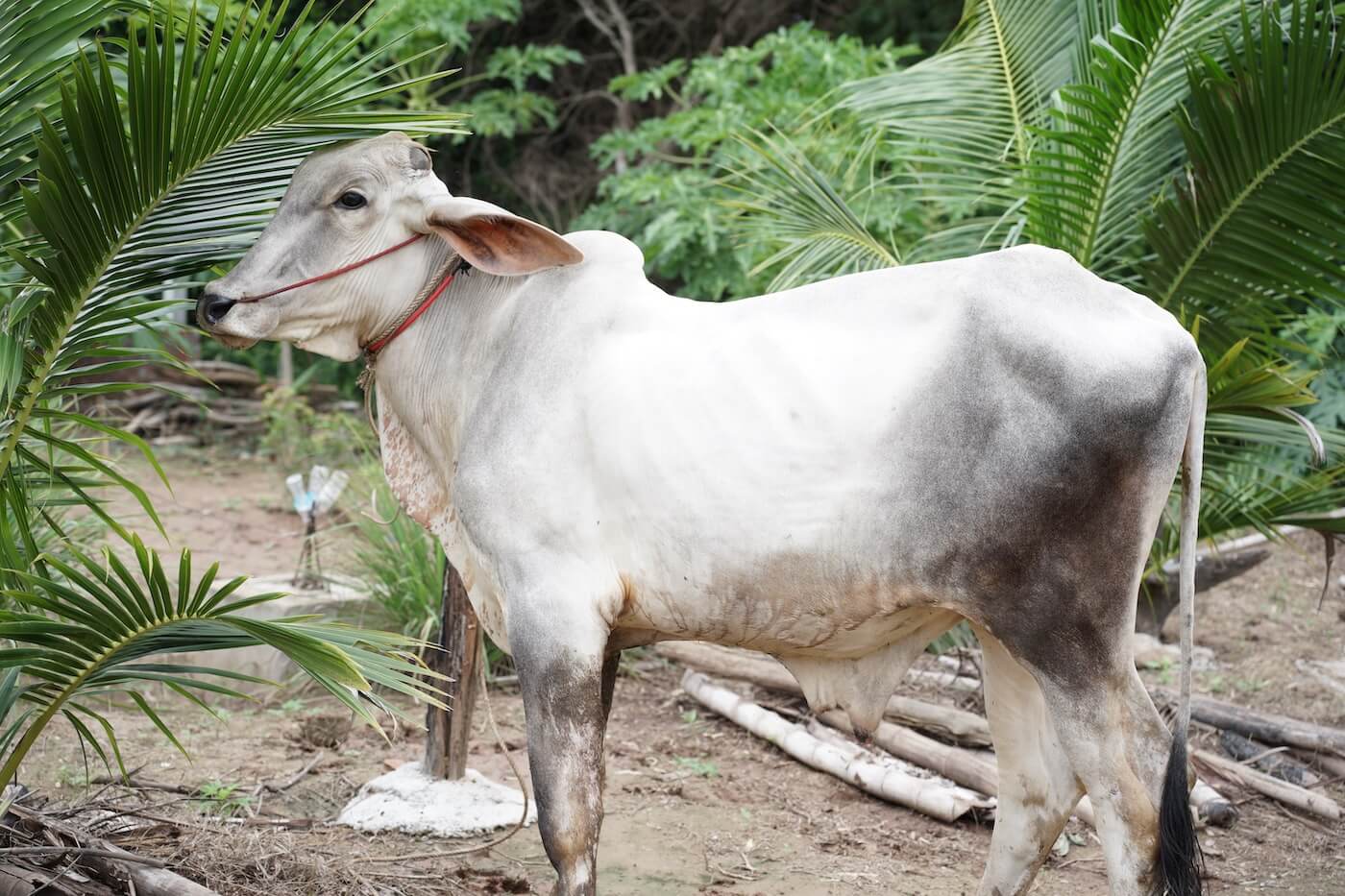 The Story Behind Qurbani (Prophet Ibrahim AS)